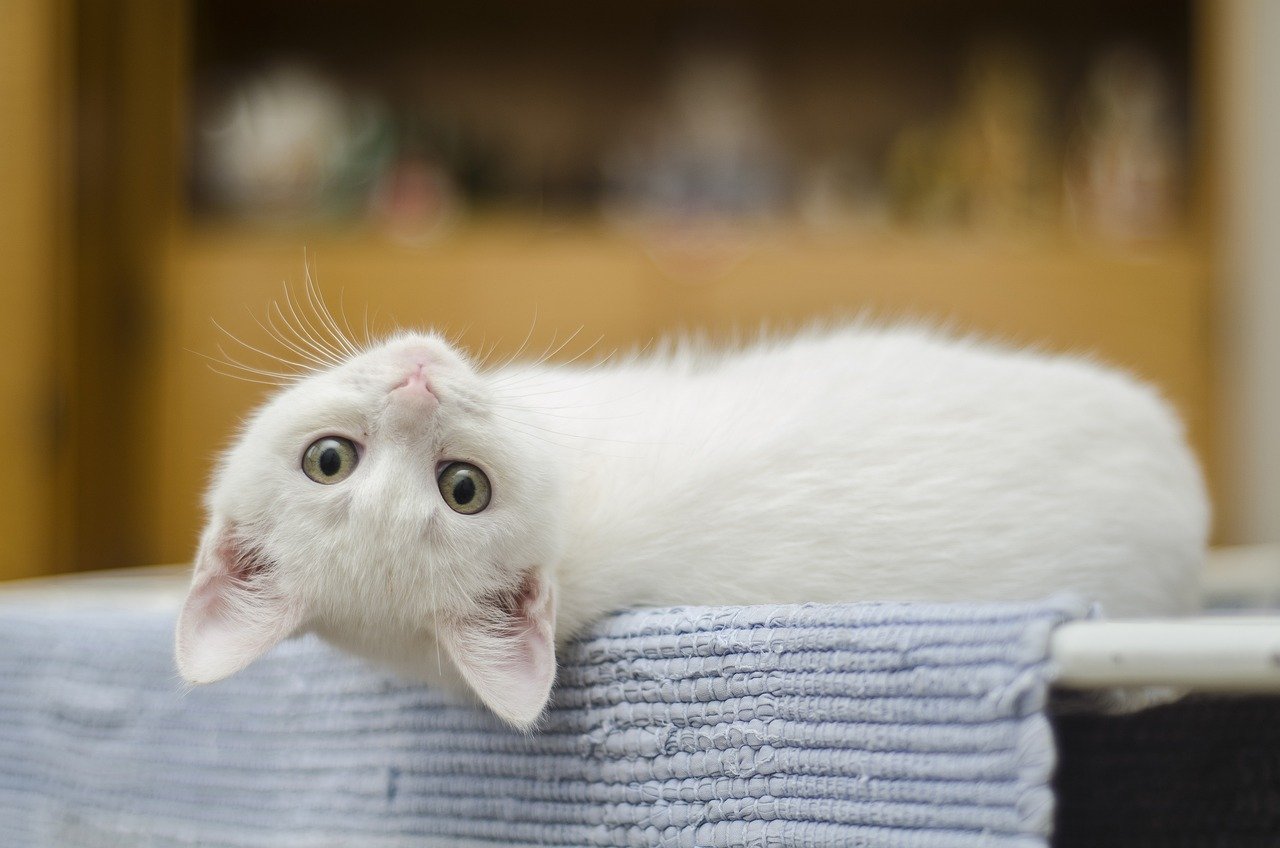 kitten, white, animal-1285341.jpg