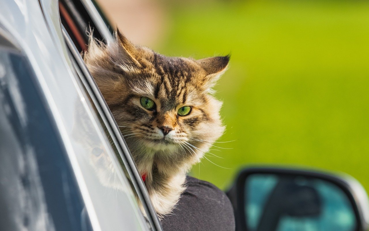 siberian cat, eyes, travel-6262050.jpg